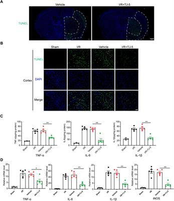 TJ-M2010-5, a novel CNS drug candidate, attenuates acute cerebral ischemia-reperfusion injury through the MyD88/NF-κB and ERK pathway